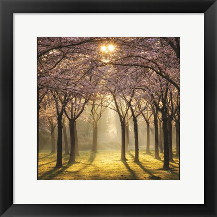 Framed Cherry Trees in Morning Light II Print