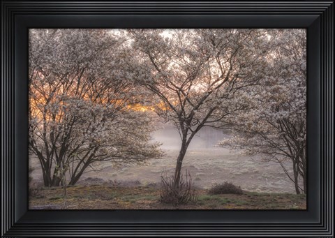 Framed Spring Bushes Print