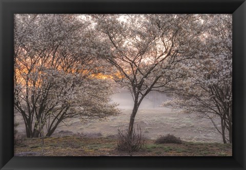 Framed Spring Bushes Print