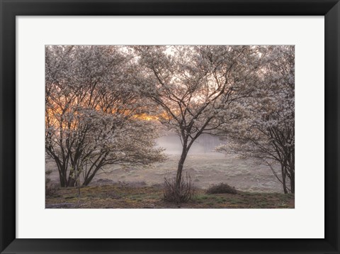 Framed Spring Bushes Print