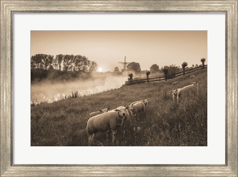 Framed Grazing Sheep Print