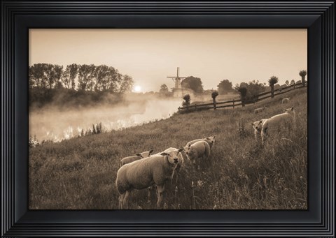 Framed Grazing Sheep Print