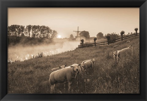 Framed Grazing Sheep Print