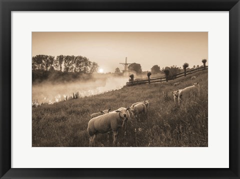 Framed Grazing Sheep Print