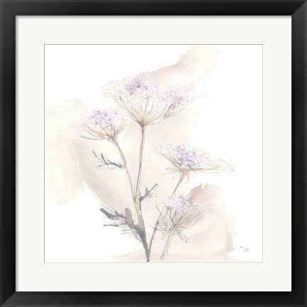 Framed Queen Annes Lace VI Print