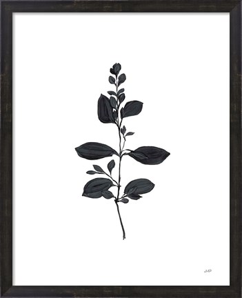 Framed Botanical Study Branch Print