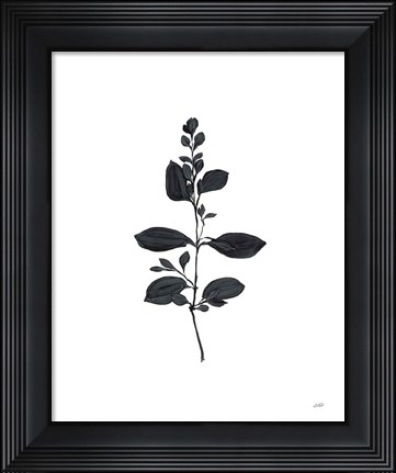 Framed Botanical Study Branch Print