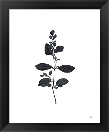 Framed Botanical Study Branch Print