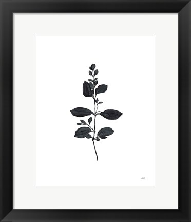 Framed Botanical Study Branch Print