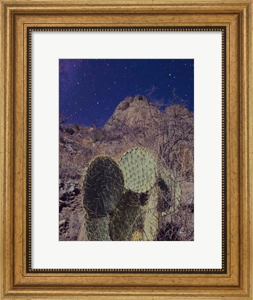 Framed Prickly Stars Print