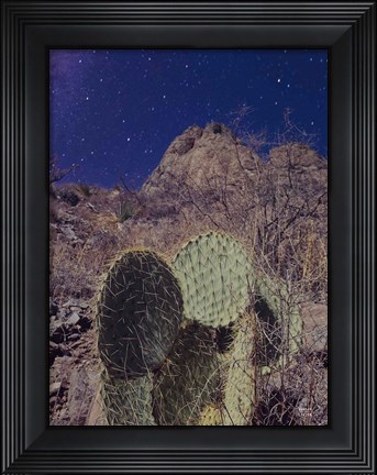 Framed Prickly Stars Print