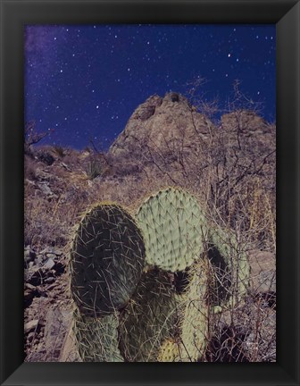 Framed Prickly Stars Print