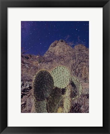 Framed Prickly Stars Print