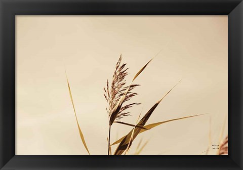 Framed Summer Reeds II Print