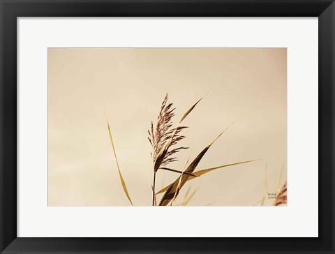 Framed Summer Reeds II Print