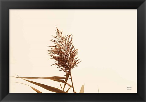 Framed Summer Reeds I Print