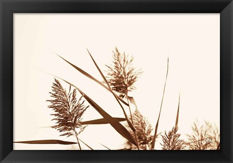 Framed Country Grasses I Print