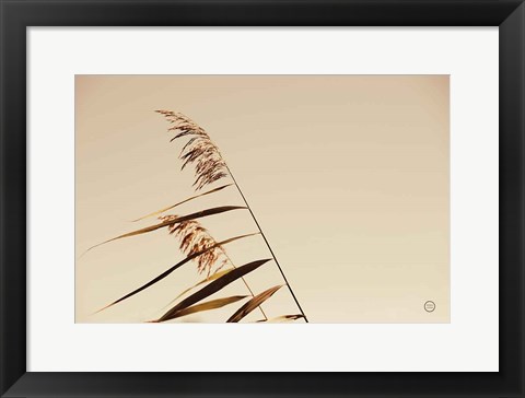 Framed Windswept Grasses Print