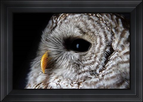 Framed Barred Owl Portrait Print