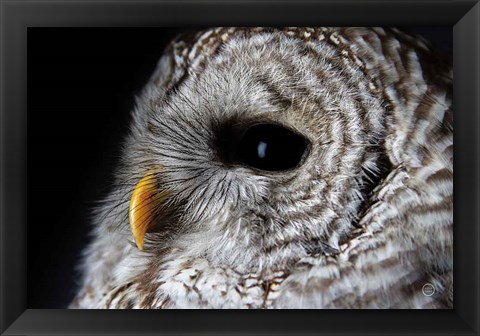 Framed Barred Owl Portrait Print