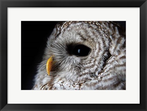 Framed Barred Owl Portrait Print