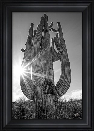 Framed Sunset Saguaro Print