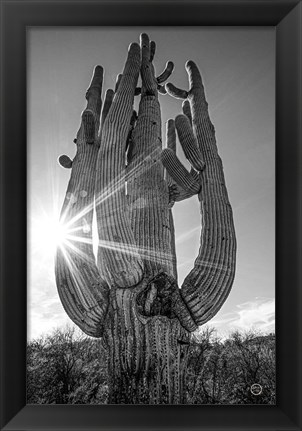 Framed Sunset Saguaro Print