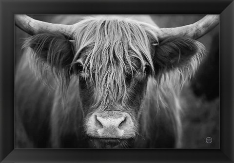 Framed Cow Nose BW Print