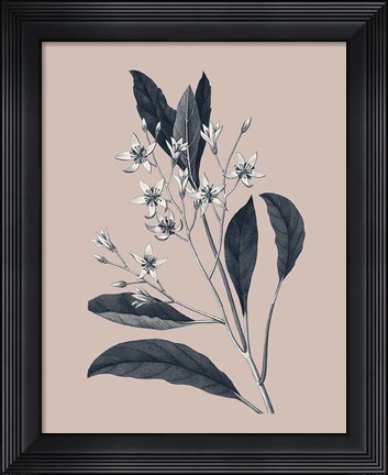 Framed Botanical V on Pink Print