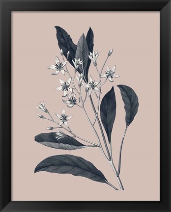 Framed Botanical V on Pink Print