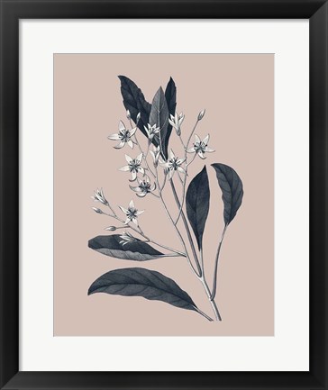 Framed Botanical V on Pink Print