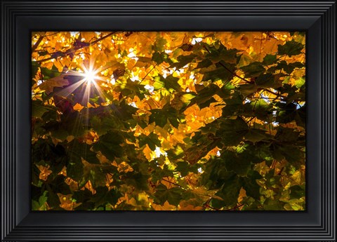 Framed Autumn Sun Print