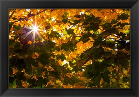 Framed Autumn Sun Print