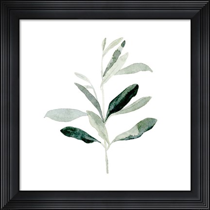 Framed Summer Olive Branch II Print