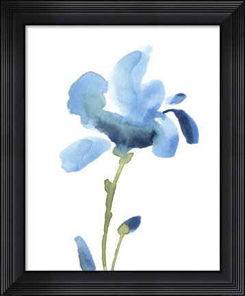 Framed Striking Blue Iris IV Print