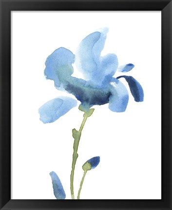 Framed Striking Blue Iris IV Print