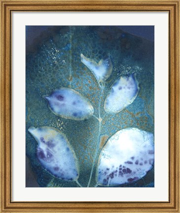 Framed Cyanotype Leaves III Print