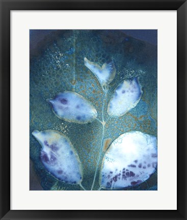 Framed Cyanotype Leaves III Print