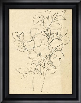 Framed Contour Flower Sketch I Print