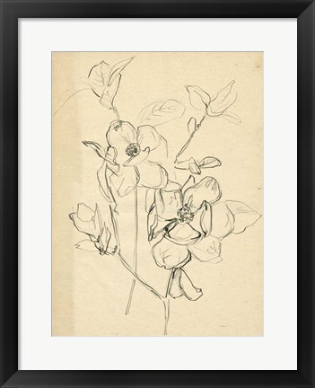 Framed Contour Flower Sketch II Print