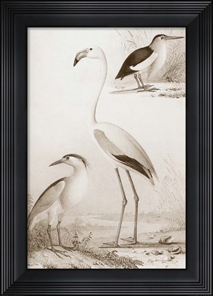 Framed Sepia Water Birds I Print