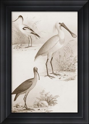 Framed Sepia Water Birds II Print