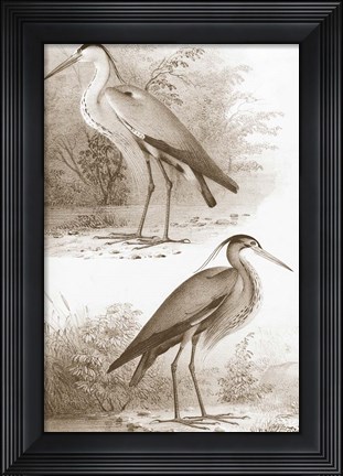 Framed Sepia Water Birds III Print