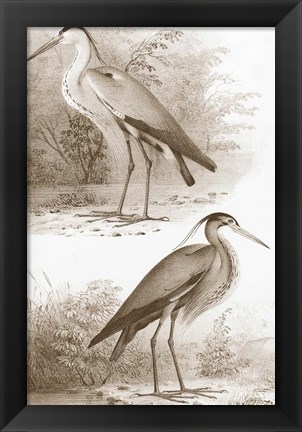 Framed Sepia Water Birds III Print