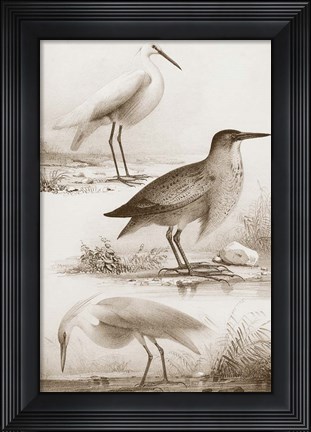 Framed Sepia Water Birds IV Print