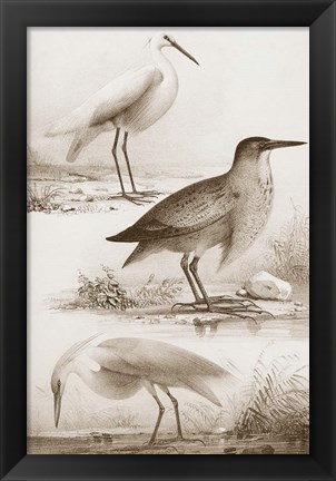 Framed Sepia Water Birds IV Print