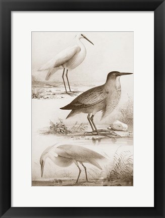 Framed Sepia Water Birds IV Print