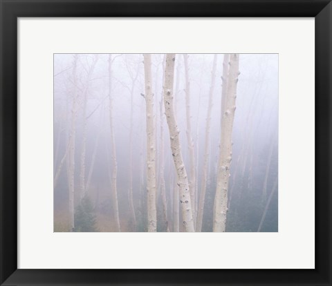 Framed Aspens In The Fog Print