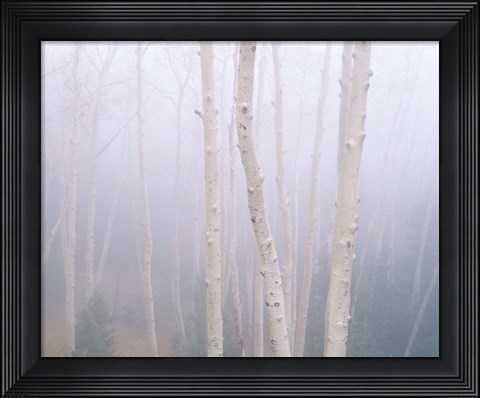 Framed Aspens In The Fog Print