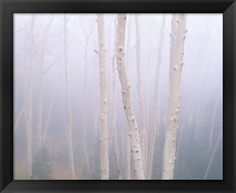 Framed Aspens In The Fog Print